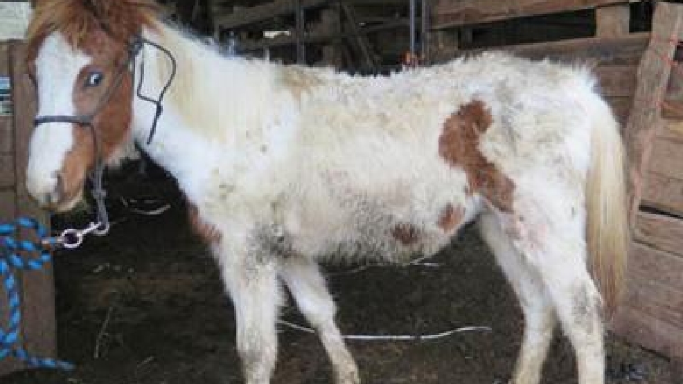 Oregon Humane Society Saves 15 Neglected Horses From Clatskanie Property Kval