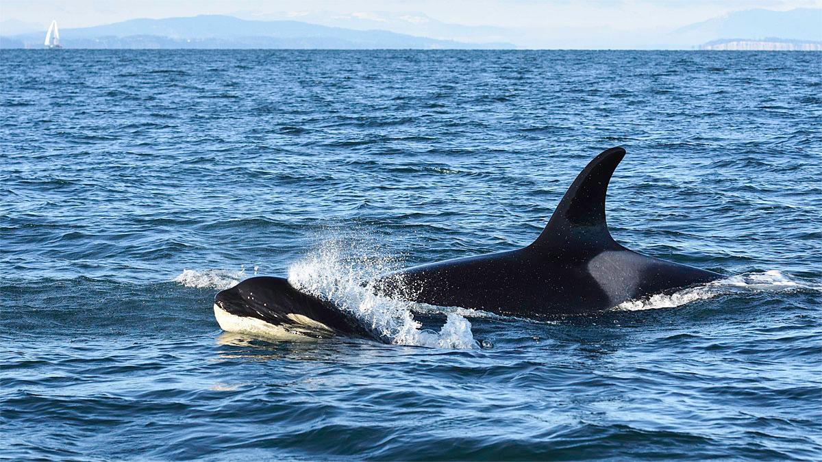 Photos 'The Kids are Alright' 8 killer whale calves doing well KOMO