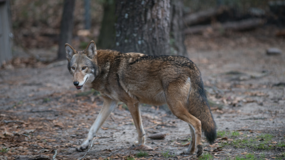 Endangered Red Wolves May Be Legal To Shoot On Certain Lands Soon WCIV endangered-red-wolves-may-be-legal-to-shoot-on-certain-lands-soon-wciv
