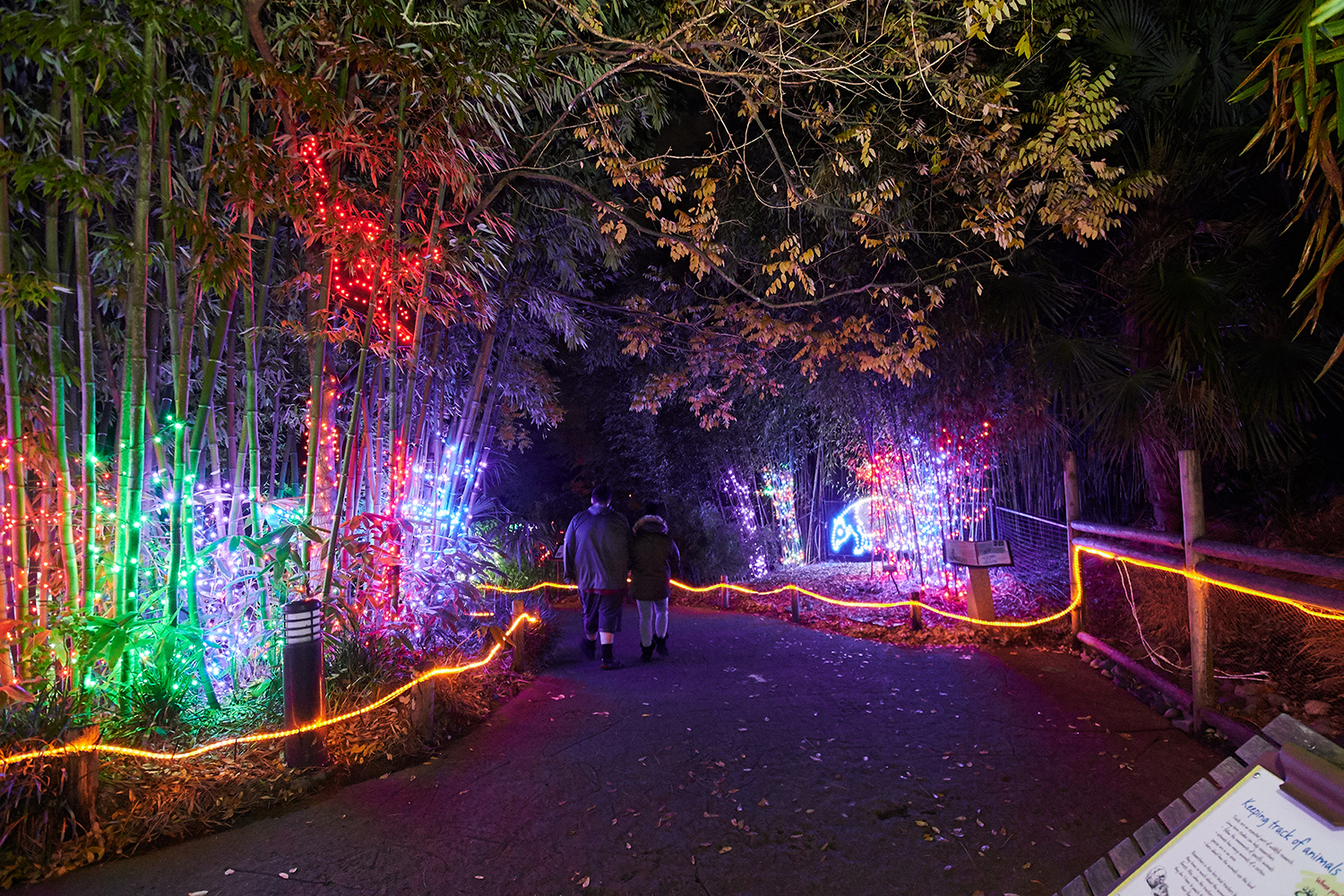 Photos A Walking Tour of ZooLights at Point Defiance Zoo & Aquarium