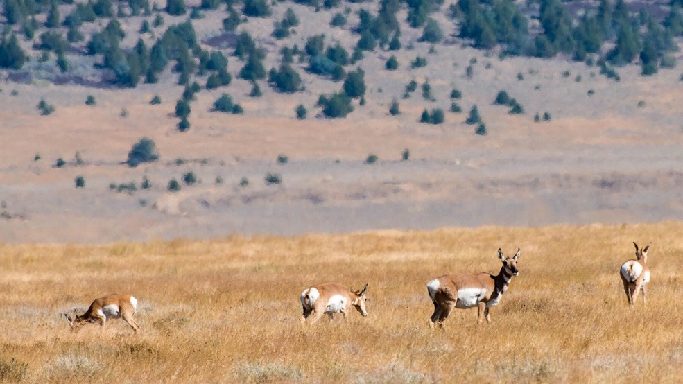 Biologists to start tracking pronghorn antelope in Oregon KPIC