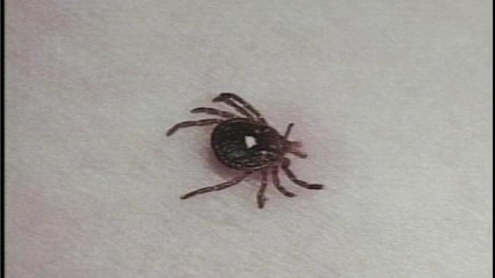TICK.jpg