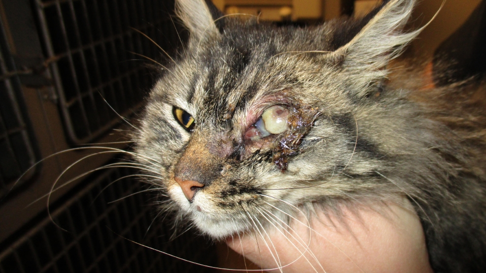 Police investigating animal cruelty case after cat shot with blow dart