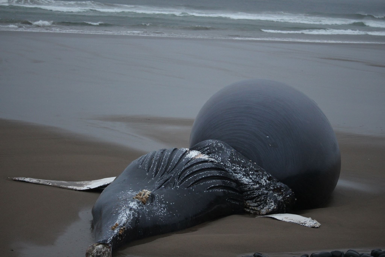 Dead humpback whale washes up on Oregon beach | KVAL