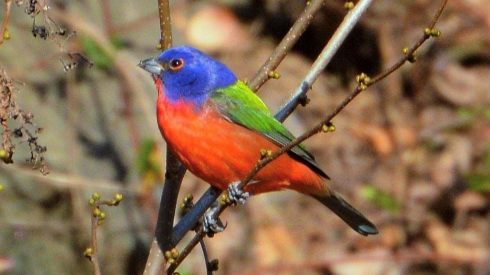 PHOTOS: A rare, brilliantly colored bird spotted at Maryland park draws