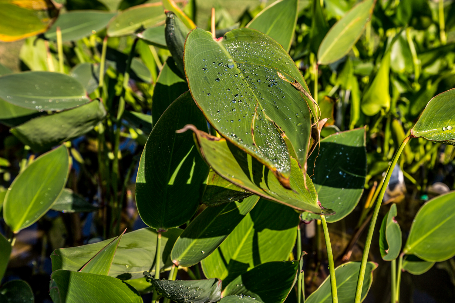 This Magical Aquatic and Garden Store Is a Decor Destination Cincinnati Refined