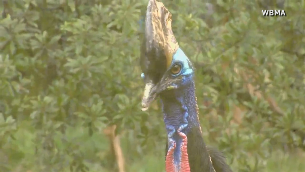 Deputies Florida Man Killed By His Cassowary Was Trying To Retrieve Egg From Pen Deputies Florida Man Killed By His Cassowary Was Trying To Retrieve Egg From Pen