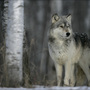 Idaho officials reject bait hunting plan targeting wolves