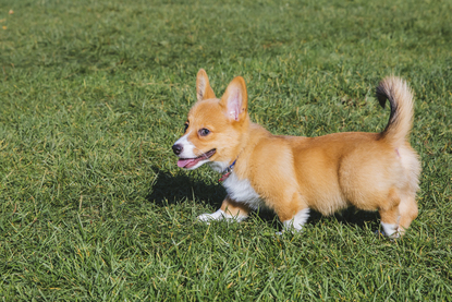 3 month old corgi