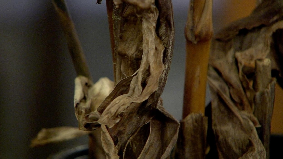 PLants7.jpg