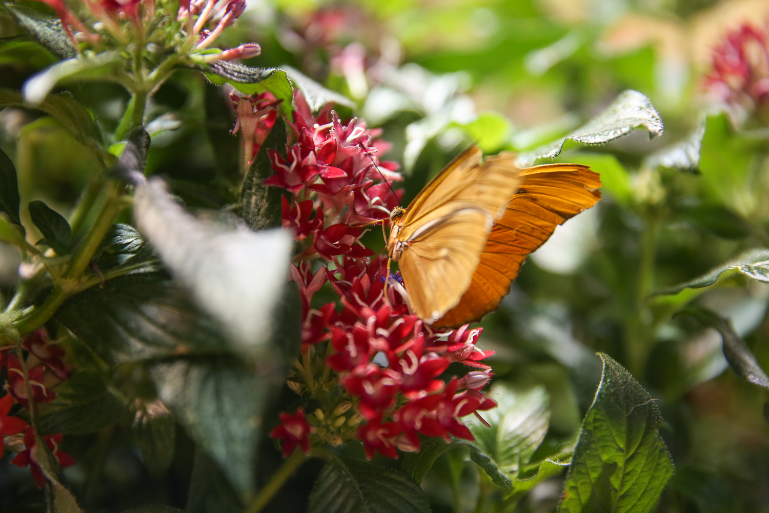 The Butterfly Pavilion at the Natural History Museum is so dreamy DC