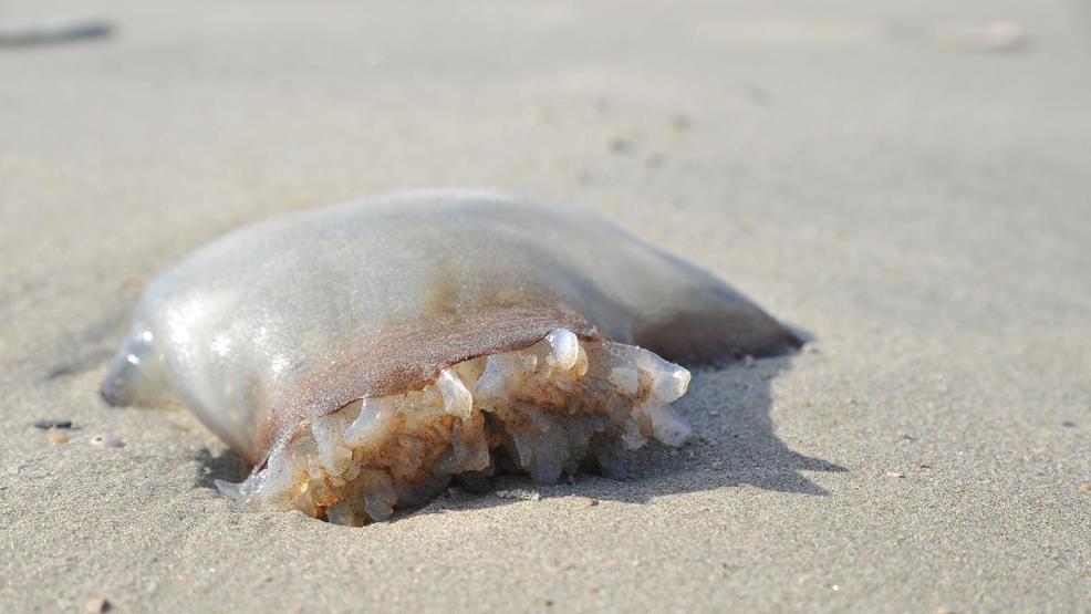 303 jellyfish stings reported on Isle of Palms Saturday WCIV