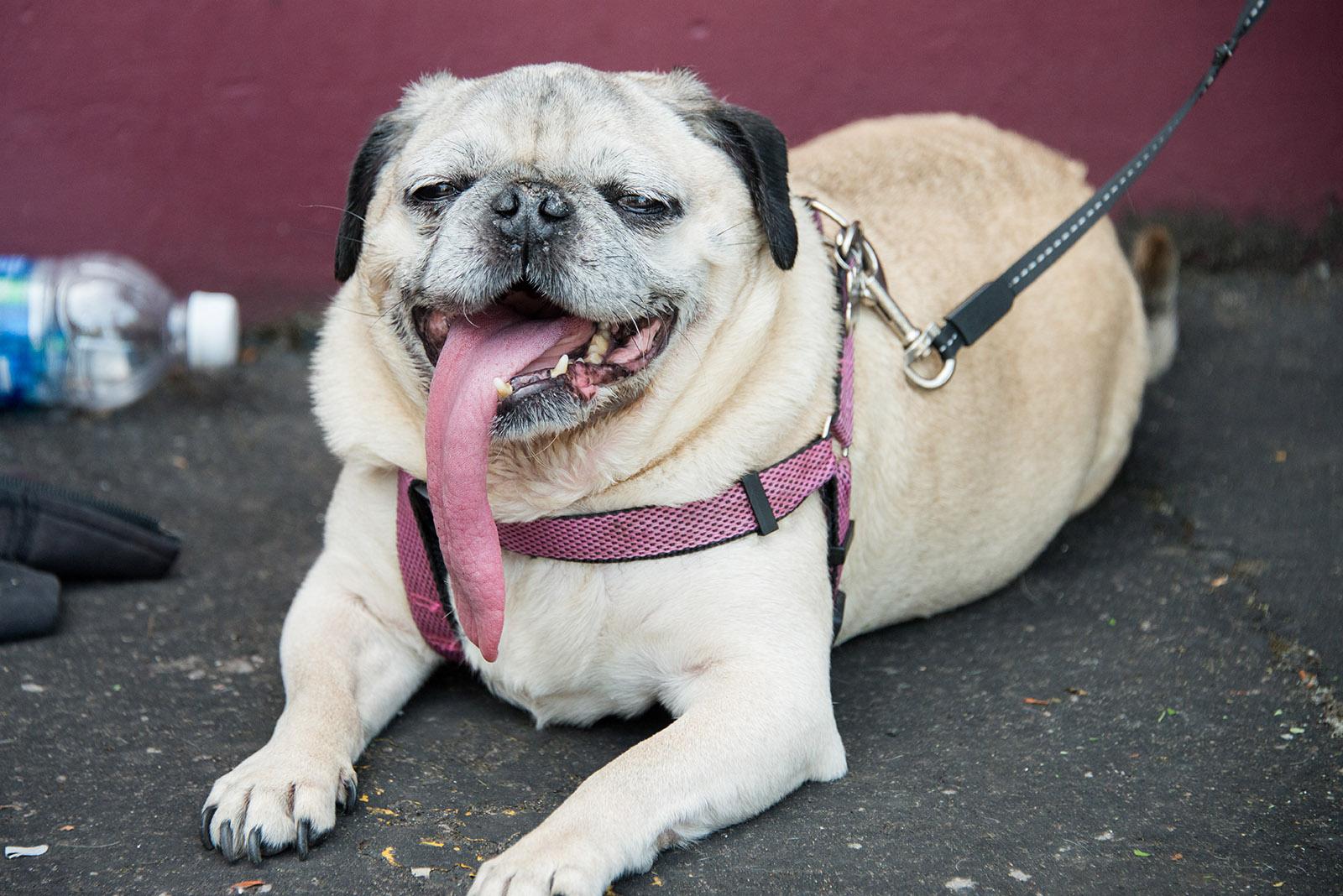 Pug Puppies Oregon Pug puppy for sale near Salem, Oregon. c5b2d861