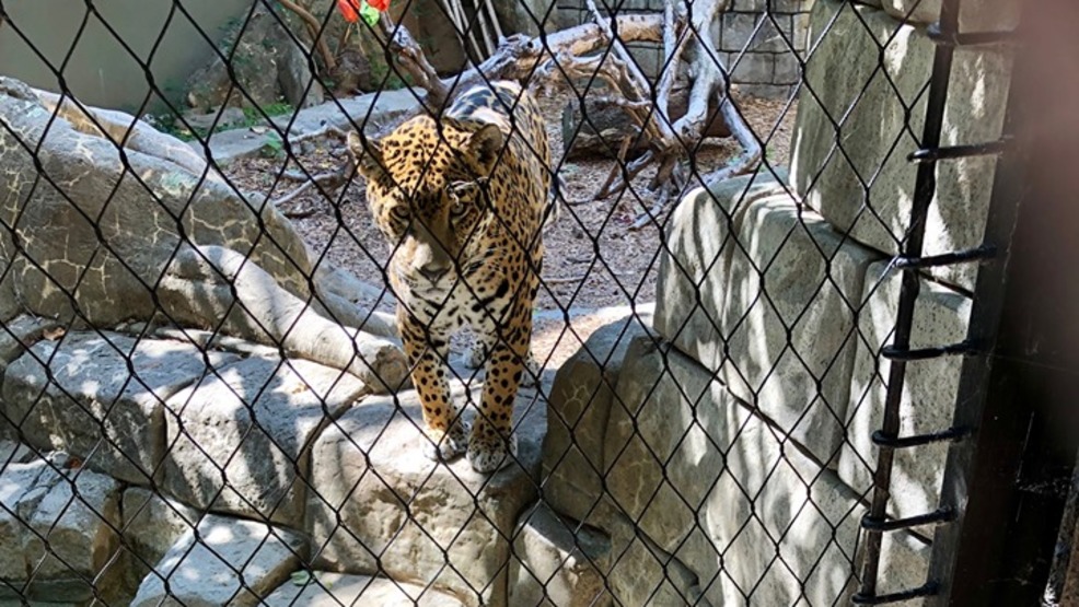 Tulsa Zoo welcomes new jaguar | KTUL