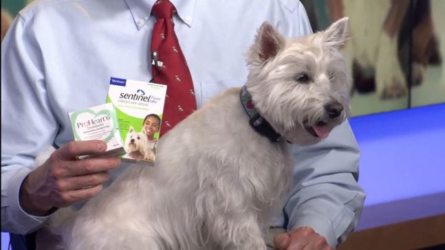 Keeping your pets healthy and heartworm-free 