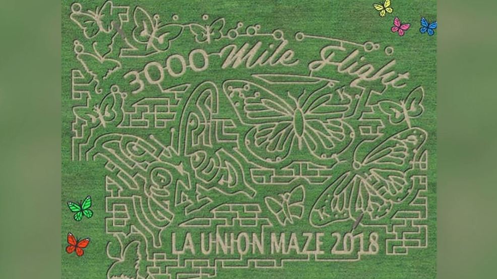 La Union Maze Features Monarch Butterflies With Corn Kfox