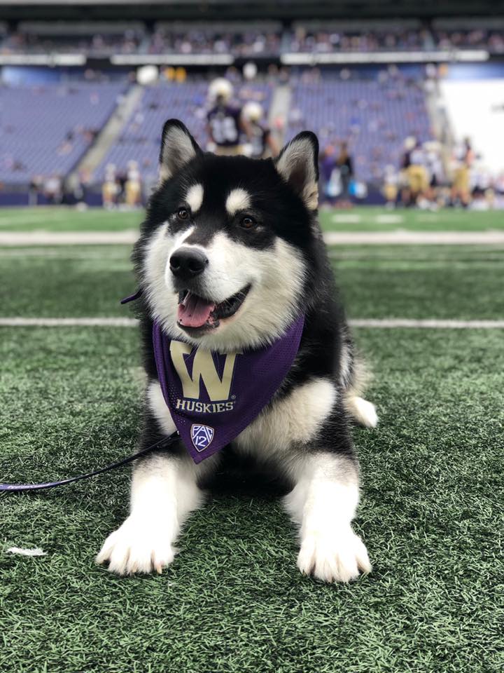 It's a Dawg's Life: Catching up with Dubs, the UW mascot | Seattle Refined