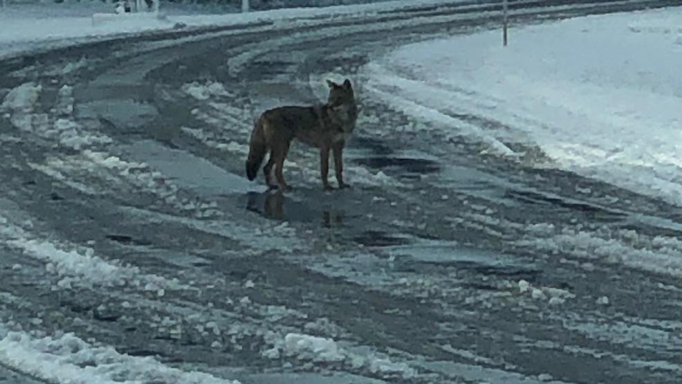 Coyotes Too Close For Comfort In Northern Michigan Subdivision | WPBN