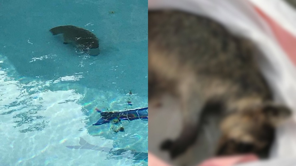 Raccoon found dead at bottom of Montgomery County pool with head stuck