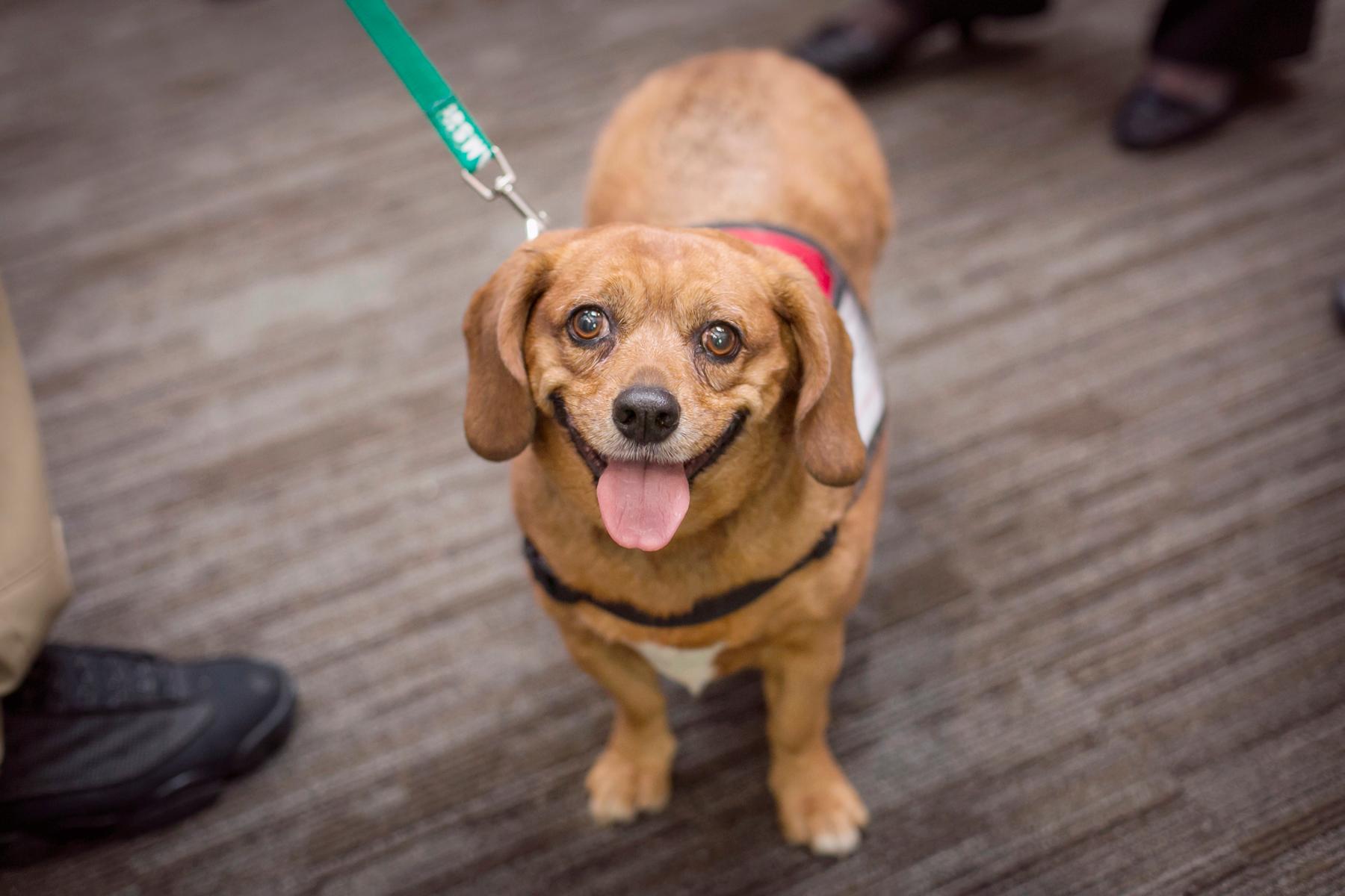 You'll Want To Adopt A Pet After Peeping These SPCA Fur Ball Pics