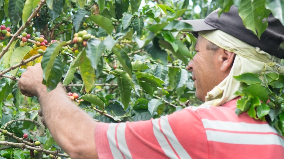 What does your coffee bean go through to get to you? Seattle Refined