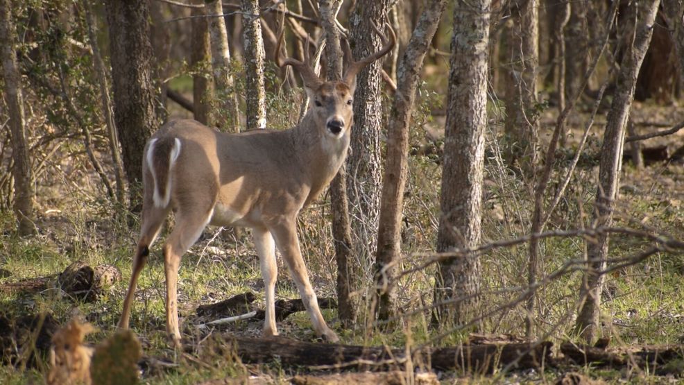 Hunters Looking Forward To Healthy Deer Season Woai
