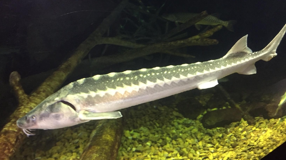 Russian Sturgeon WTVC
