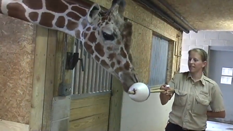 Getting an xray of a giraffe isn't easy, especially with old equipment