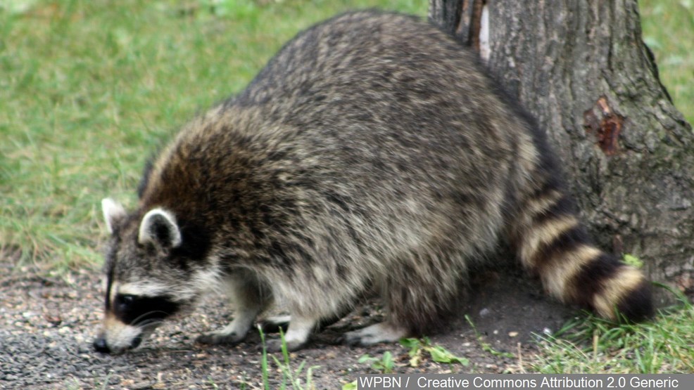 Rabid raccoon attack confirmed in Chili WHAM