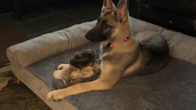 Tail Waggin' Wednesday, April 18