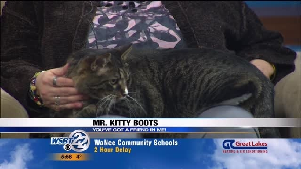img-Pet-of-the-Week-Mr-Kitty-Boots.jpg img-Pet-of-the-Week-Mr-Kitty-Boots.jpg