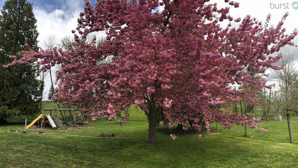 New 'X Disease' is threatening cherries in the Northwest KVAL