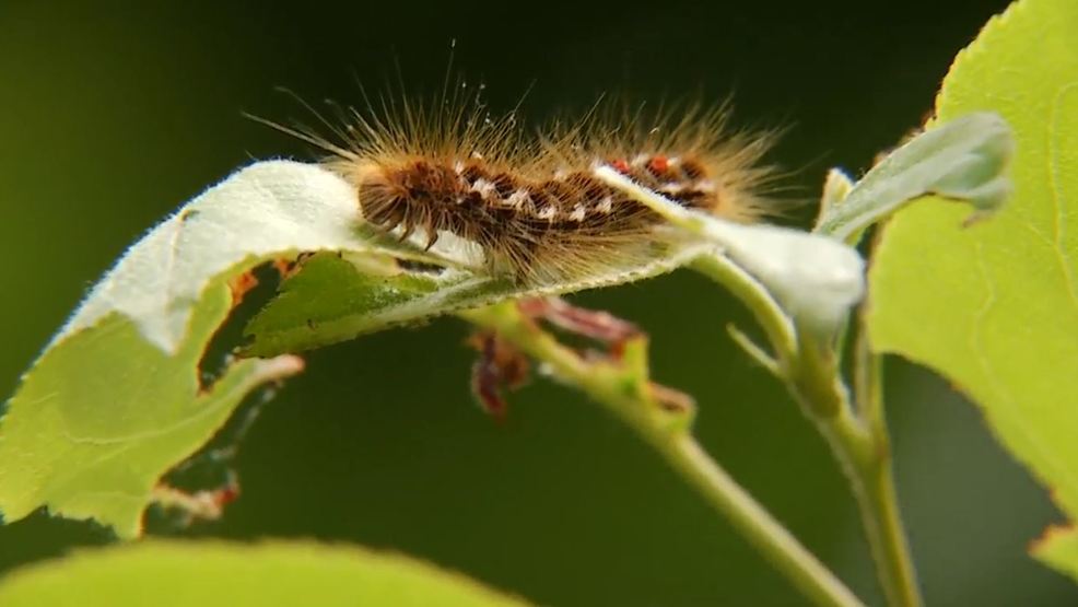 Pictures Of Brown Tail Moth Caterpillar