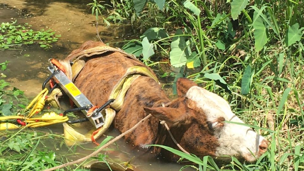 Stuck cow pulled from muddy ditch by Florida deputies | WJLA