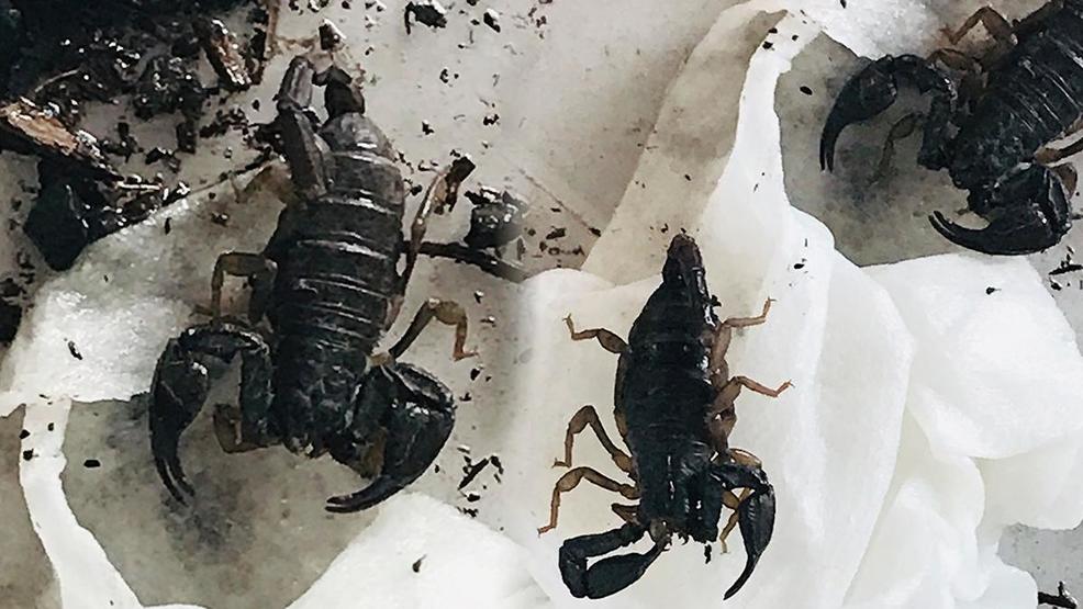 Four Rarely Seen Pacific Nw Forest Scorpions Found In