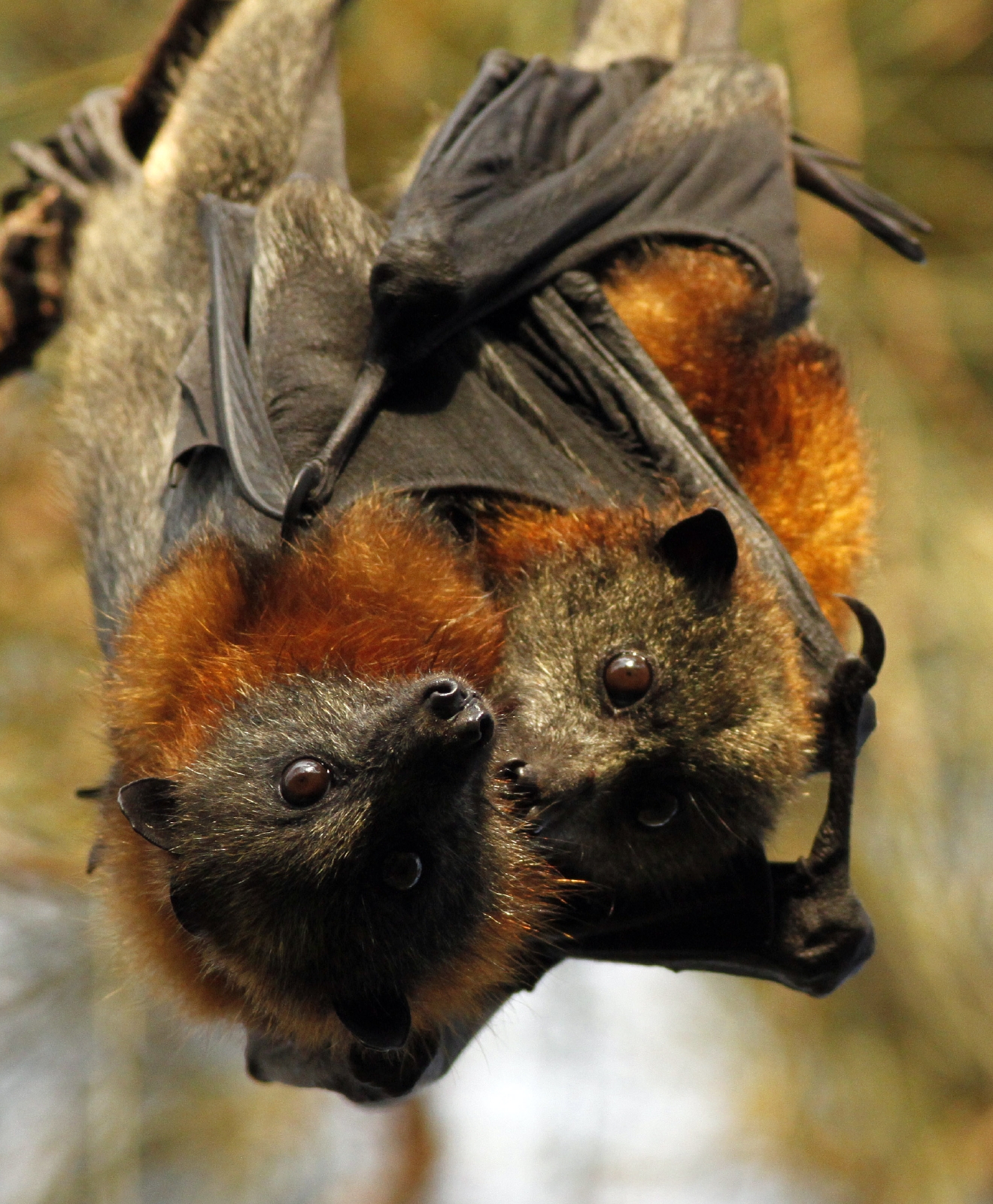 Flying Foxes Australia Heatwave Killing Thousands Circa News Learn Think Do
