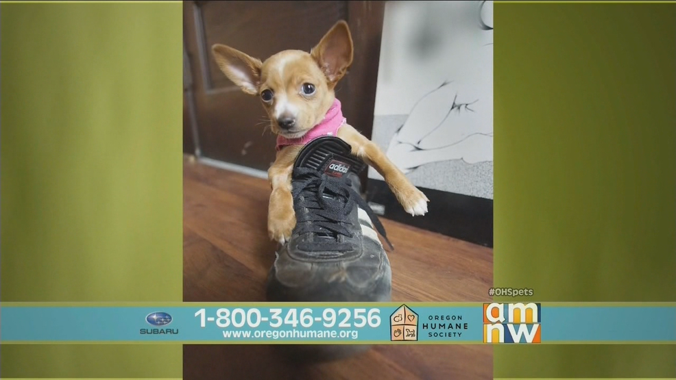 OHS Telethon Kenny.png OHS Telethon Kenny.png