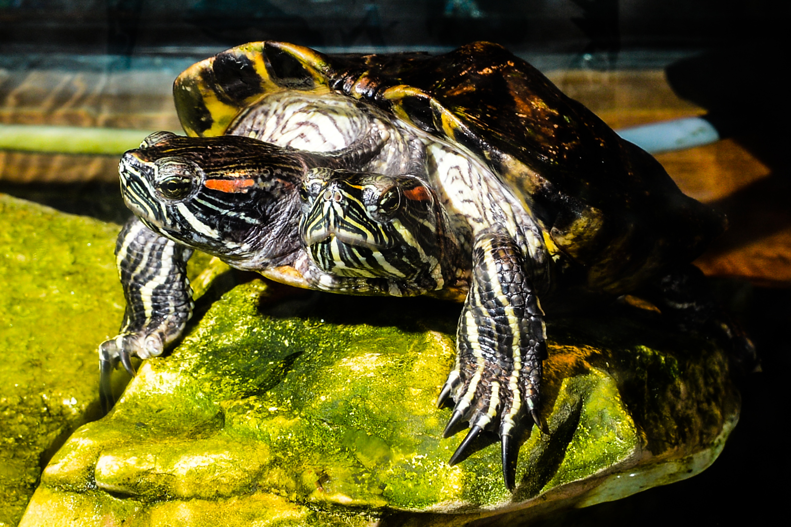 A day trip out to Monroe's Reptile Zoo Seattle Refined