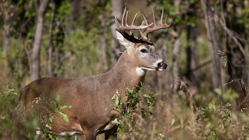 Deer harvest seeing major increase in Arkansas KATV