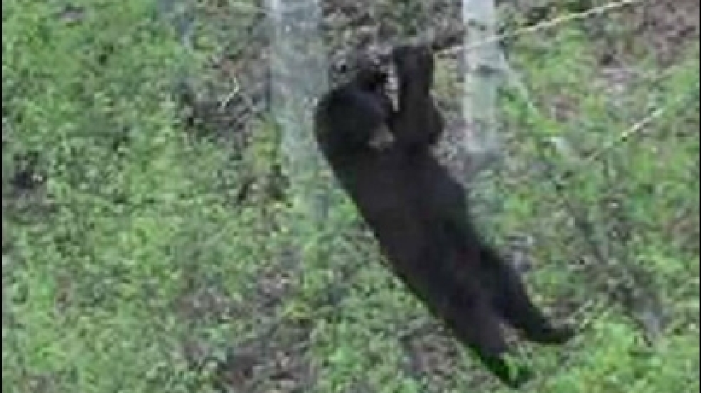 140311_hungry_bear.jpg