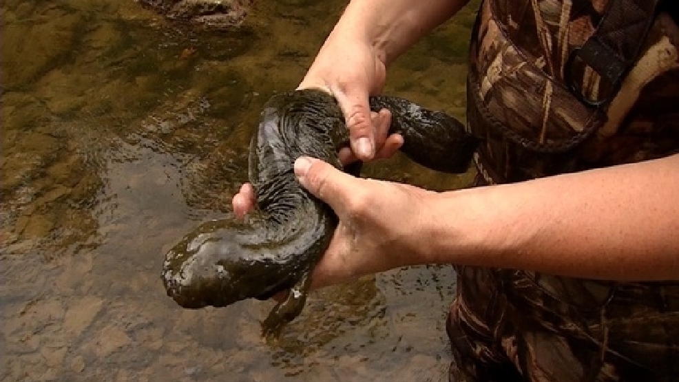 Hellbenders Have Unique Name, Place In WV | WCHS