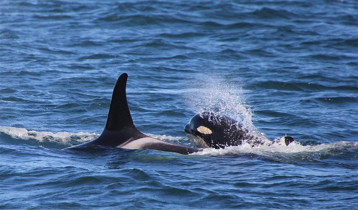Photos 'The Kids are Alright' 8 killer whale calves doing well KOMO