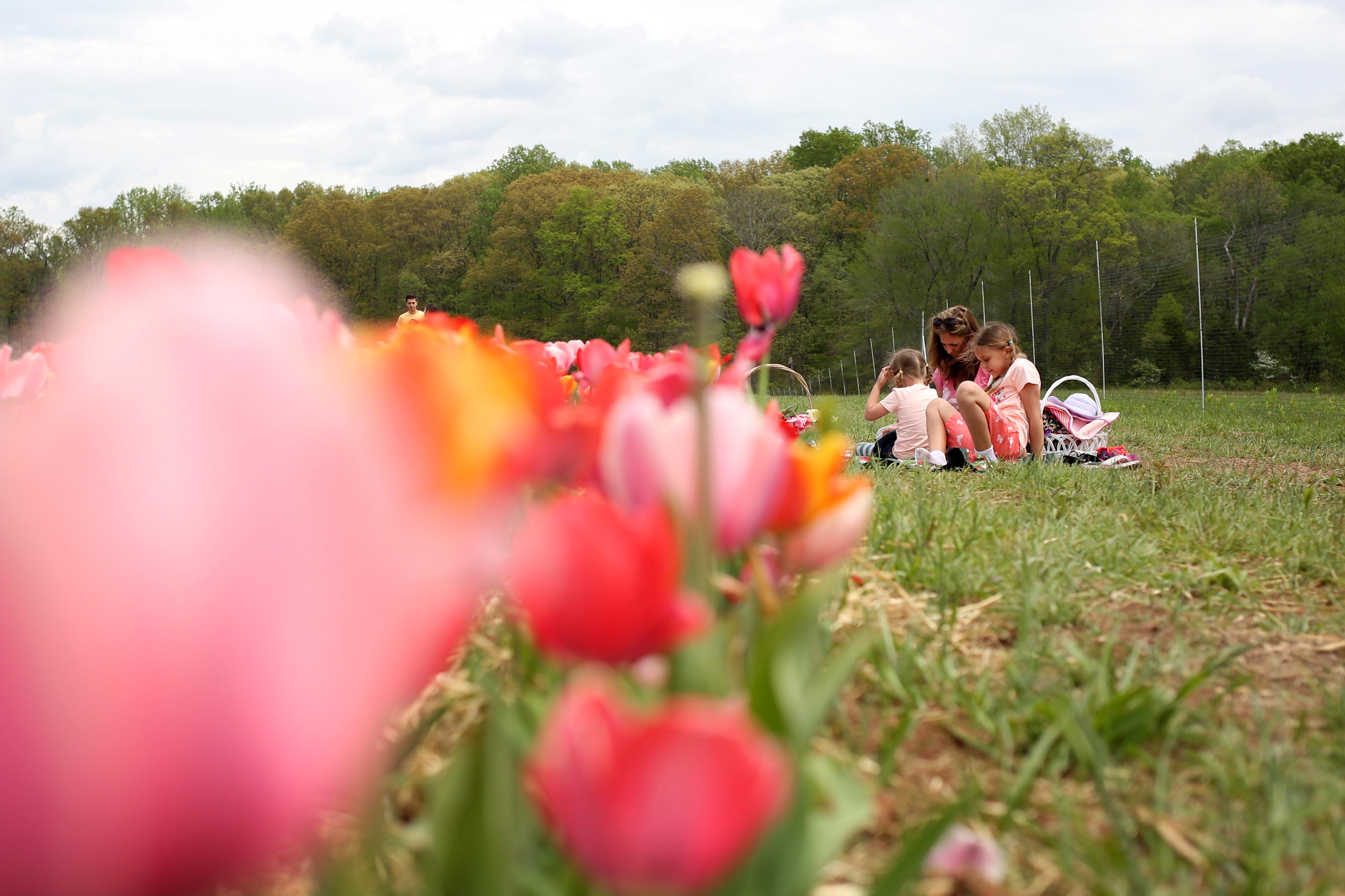 Pick your own bouquet at this Virginia flower farm DC Refined