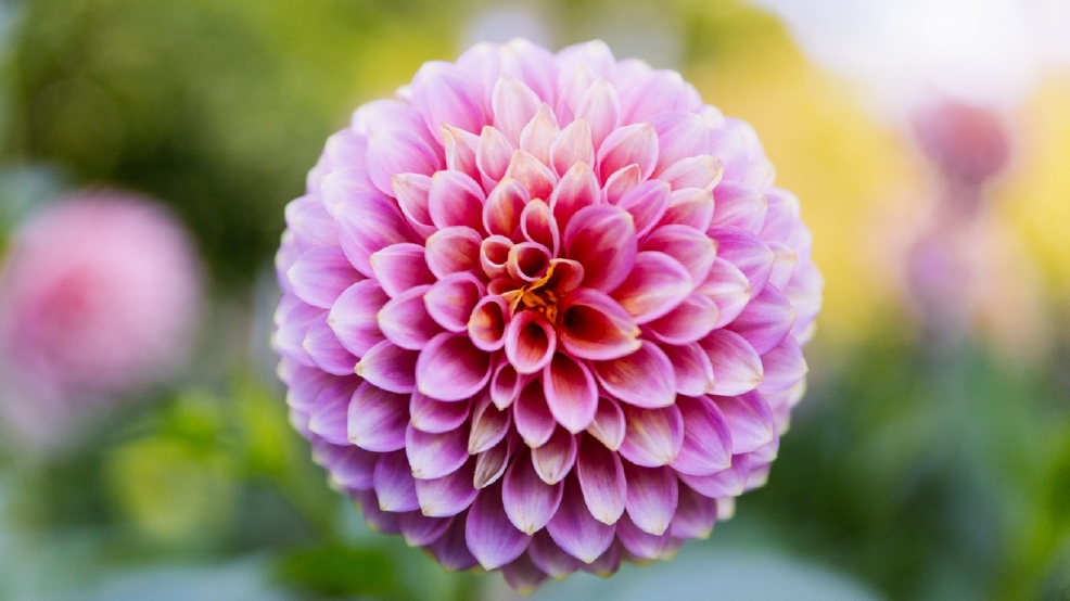 Photos Seattle's official flower is in full bloom Seattle Refined