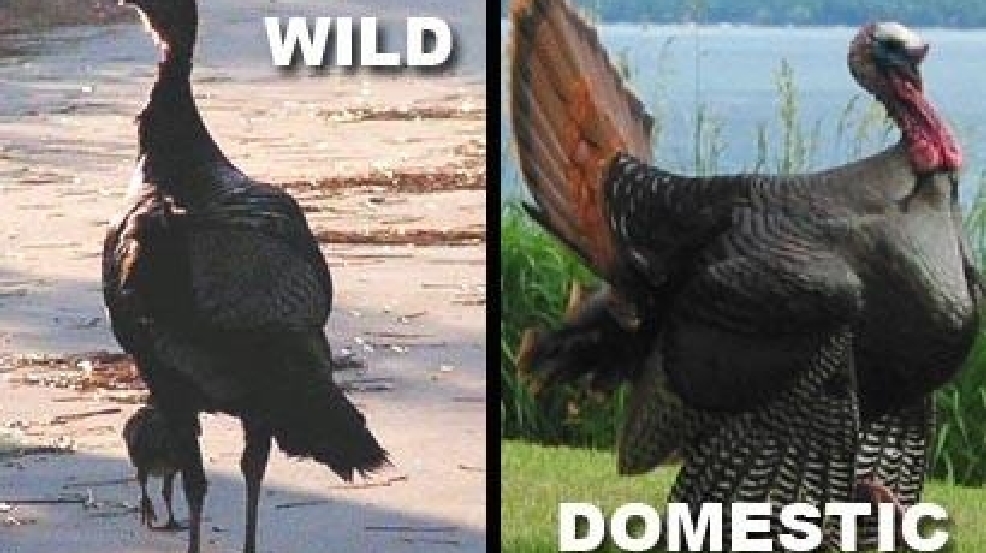 How Long Does A Domestic Turkey Live