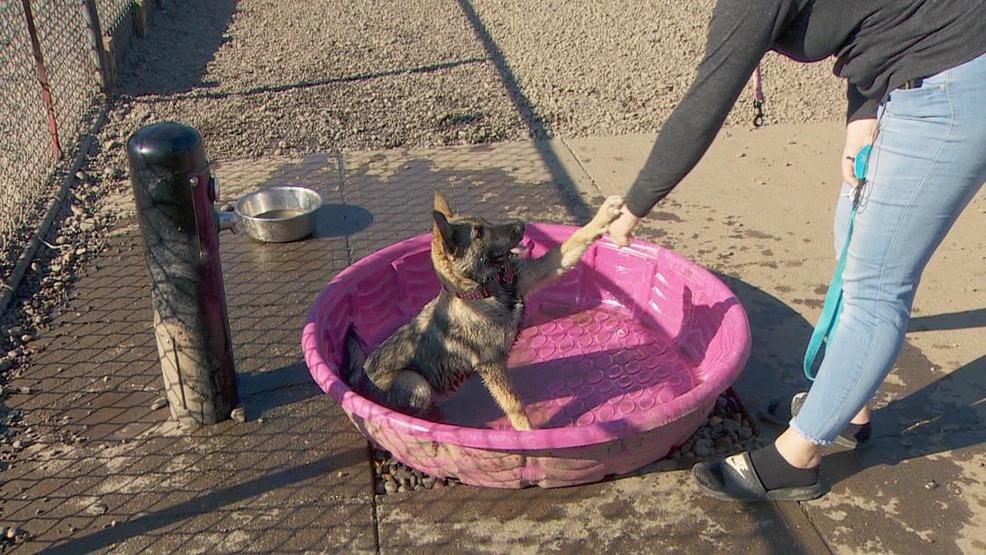 Vancouver to open pop-up dog parks | KATU