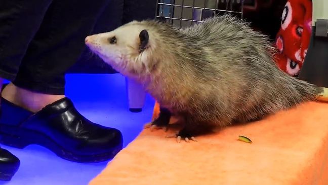 Center for Wildlife: Ophelia the Opossum