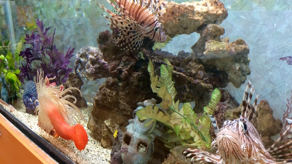 Hendersonville aquarium reopens after devastating flood WLOS