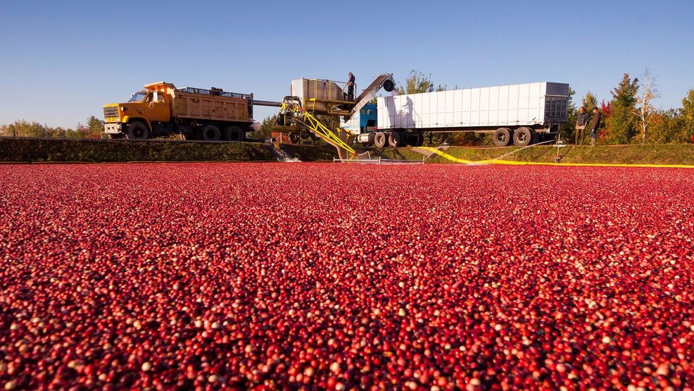 Getting ready for Wisconsin's cranberry harvest WLUK