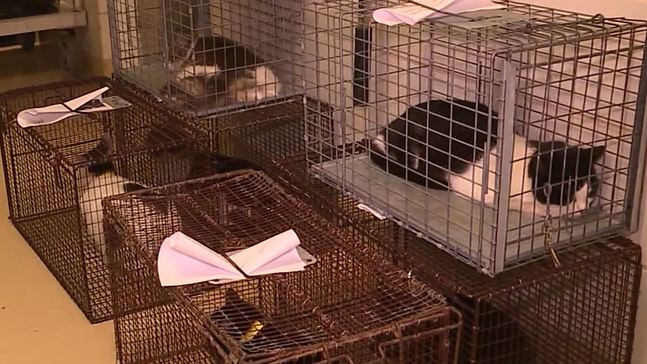 Florida: 200+ cats taken from rescue group 